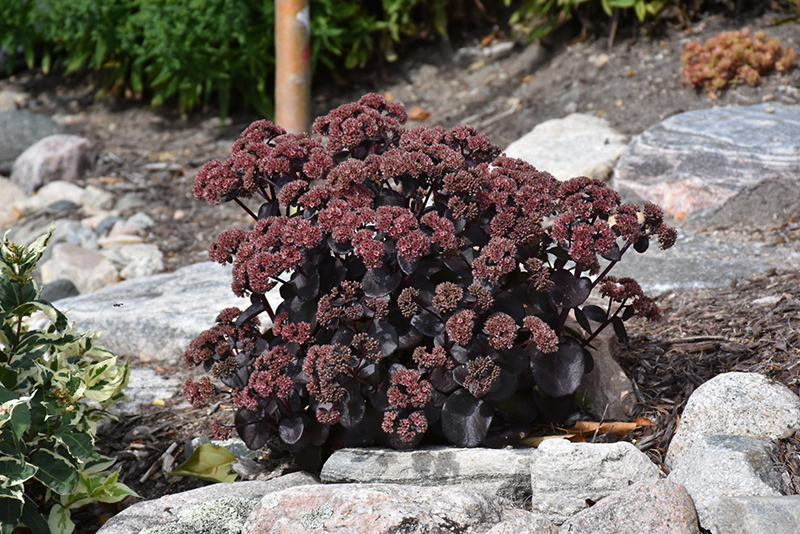 The Night Embers Flower: A Fiery Bloom That Captivates the Night