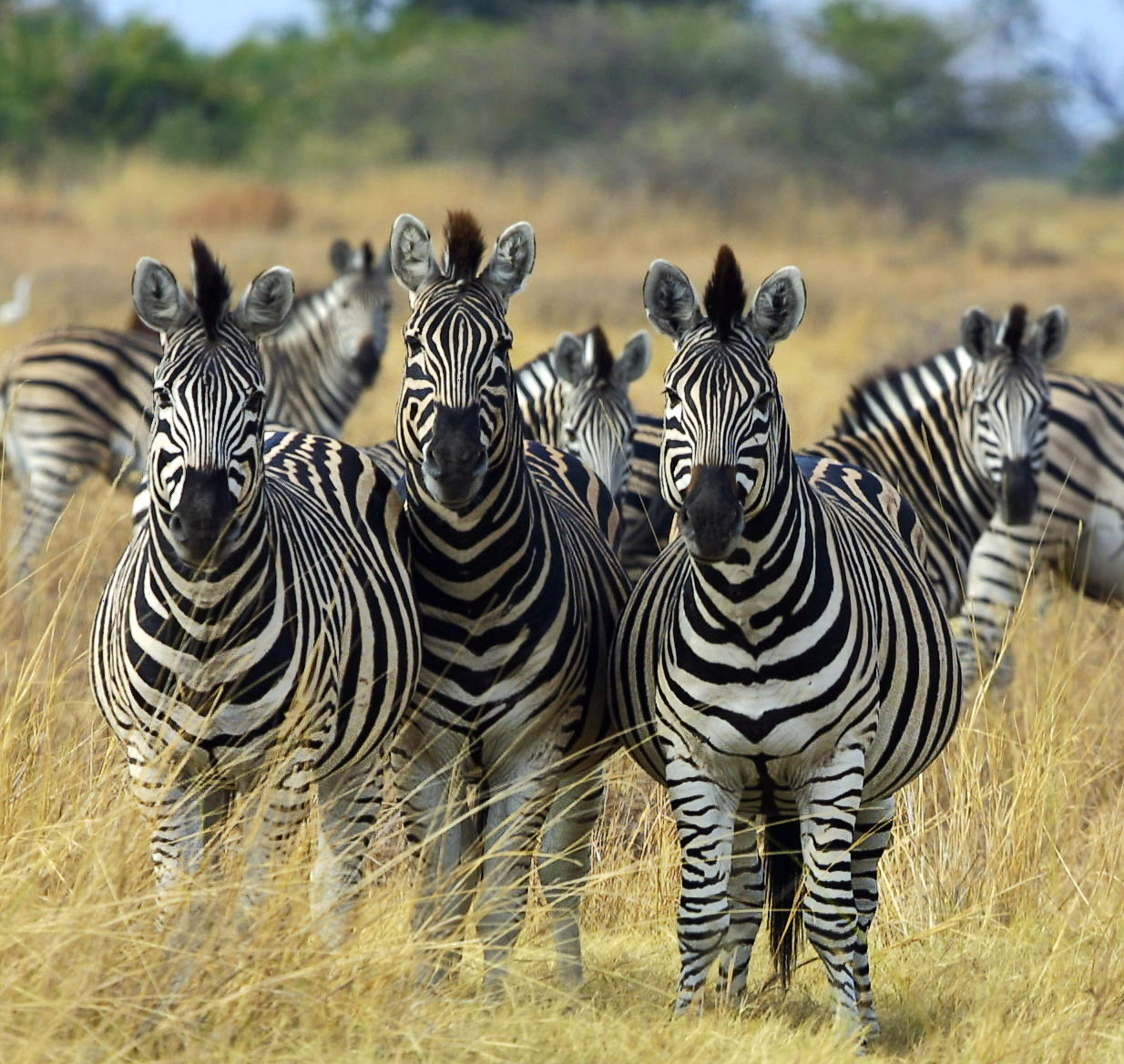 Zebra: Hewan Bergaris Hitam Putih yang Unik